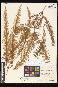 Sticherus ferrugineus image