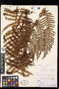 Cyathea conjugata image