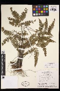 Adiantum terminatum image