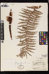 Dicksonia karsteniana image