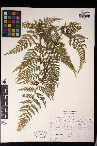 Dennstaedtia zeylanica image