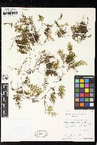 Polyphlebium hymenophylloides image