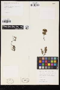 Didymoglossum reptans image