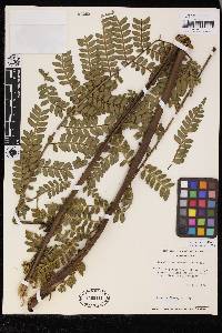 Marattia weinmanniifolia image