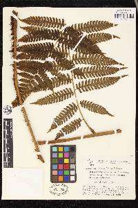 Cyathea andina image