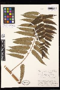 Cyathea kalbreyeri image