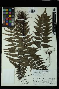 Adiantum lucidum image