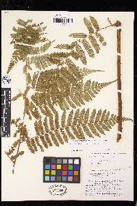 Cyathea pinnula image