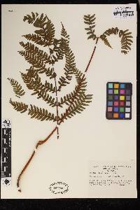 Pteris paucinervata image