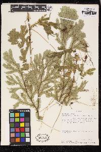 Selaginella articulata image