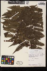 Cyathea cyatheoides image