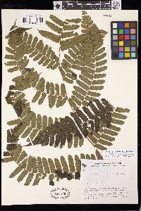 Cyathea pungens image