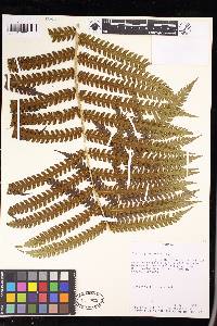 Pteris podophylla image