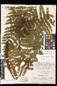 Cyathea fulva image