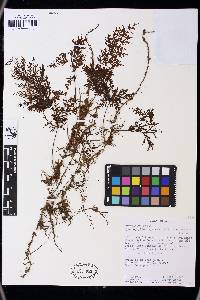 Hymenophyllum consanguineum image