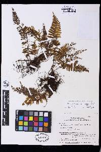 Trichomanes accedens image