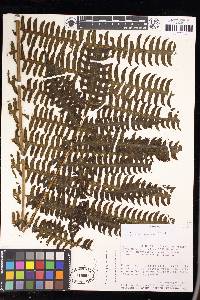 Pteris navarrensis image