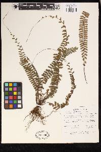 Adiantum caudatum image