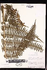 Pteris navarrensis image