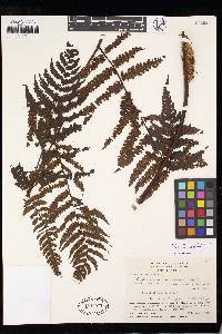 Cyathea traillii image