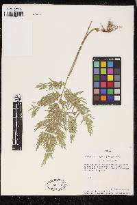 Selaginella anceps image