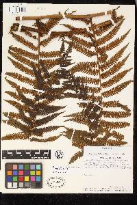 Cyathea fulva image