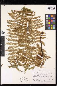 Cyathea microdonta image