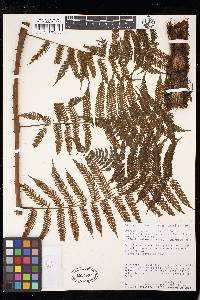 Cyathea microdonta image