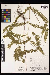 Lindsaea feei image