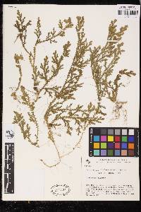 Selaginella diffusa image