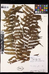 Cyathea delgadii image