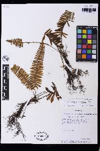 Trichomanes accedens image