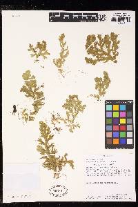 Selaginella producta image