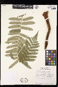 Cyathea multiflora image