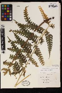 Pteris podophylla image