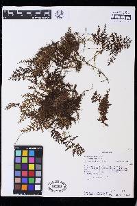 Hymenophyllum lindenii image