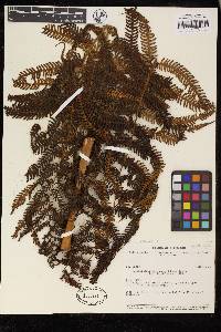 Cyathea conjugata image