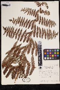 Dennstaedtia cicutaria image