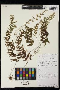 Hymenophyllum sieberi image