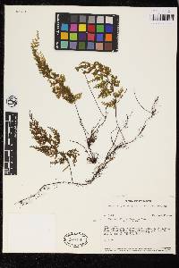 Hymenophyllum polyanthos image