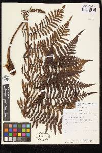 Cyathea fulva image