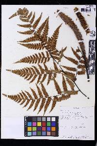 Cyathea ebenina image