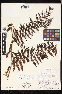 Cyathea chimborazensis image