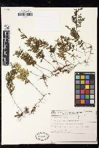 Hymenophyllum sericeum image