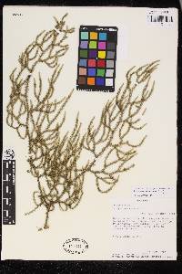 Palhinhaea reflexifolia image