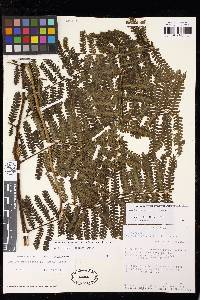 Cyathea pinnula image