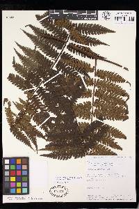 Cyathea traillii image