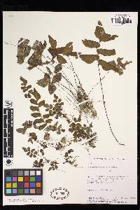 Adiantum petiolatum image