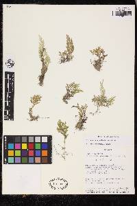 Selaginella novae-hollandiae image