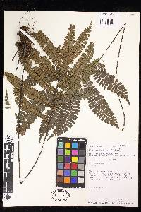 Adiantum fructuosum image